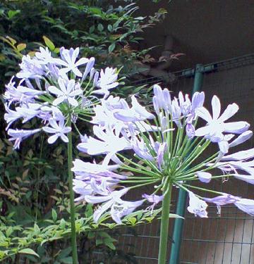 アガパンサス 爽やかなブルー 夏の花 花 東京の街かどの花