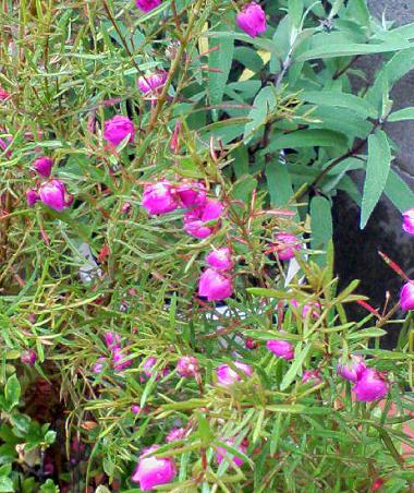 ボロニア ヘテロフィラ 釣鐘型のピンクのかわいい花 花 東京の街かどの花
