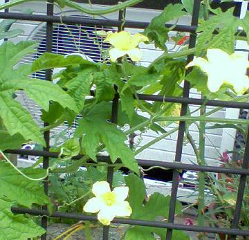 ゴーヤの花と小さい実 花 東京の街かどの花