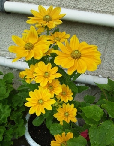 ひまわりに似た黄色い花 ルドベキア プレーリーサン 花 東京の街かどの花