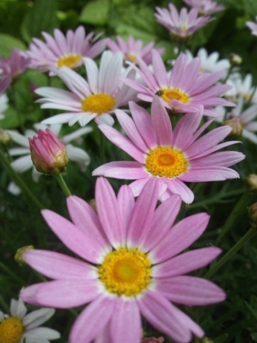 ピンクのマーガレット 菊に似ていて丈夫でかわいい 花 東京の街かどの花