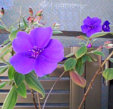 南国花紫