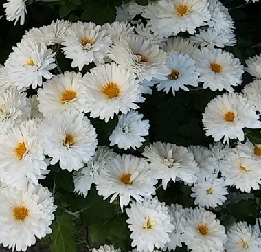 白い菊 寒さにめげず咲く小菊 花 東京の街かどの花