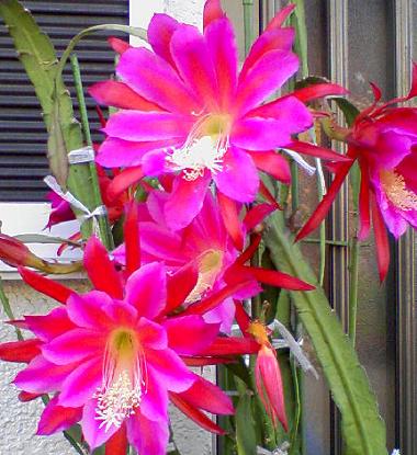 孔雀サボテン クジャクサボテン 華やかな花 花 東京の街かどの花