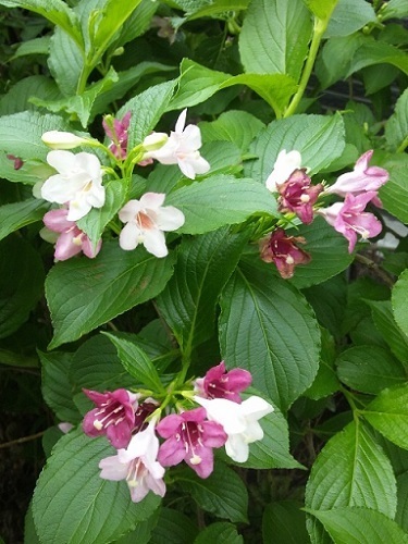 タニウツギ 谷空木 ピンクと白が混合して咲く釣鐘型のかわいい花 花 東京の街かどの花