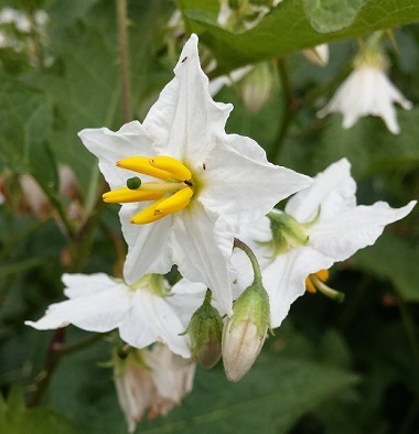 雑草の中に咲くナスの花のような白い花 ワルナスビ 花 東京の街かどの花