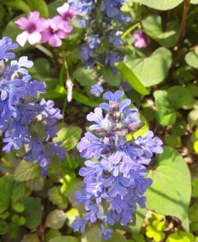 初夏の花 花 東京の街かどの花