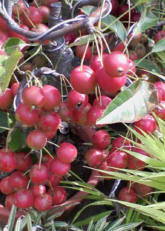 たわわに実をつけた鉢植えの姫りんご 花 東京の街かどの花